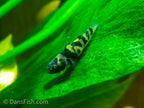 True Freshwater Bumblebee Goby