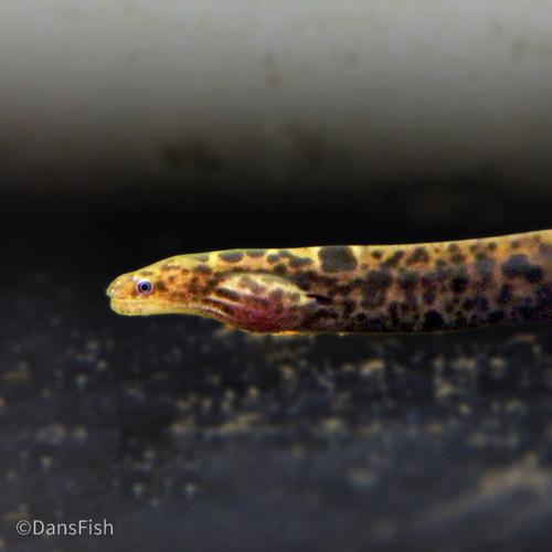 True Freshwater Tiger Moray Eel