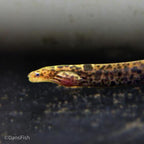 True Freshwater Tiger Moray Eel
