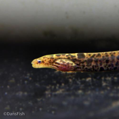 True Freshwater Tiger Moray Eel