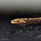 True Freshwater Tiger Moray Eel