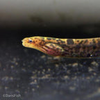 True Freshwater Tiger Moray Eel