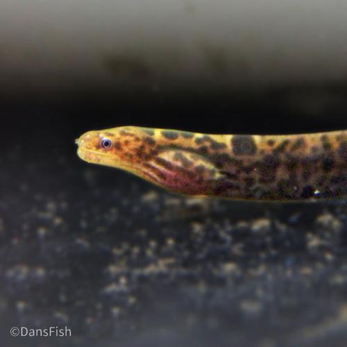 True Freshwater Tiger Moray Eel