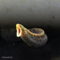 True Freshwater Tiger Moray Eel