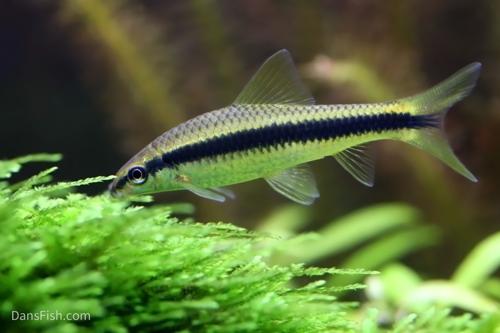 True Siamese Algae Eater