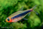 Tucano Tetra