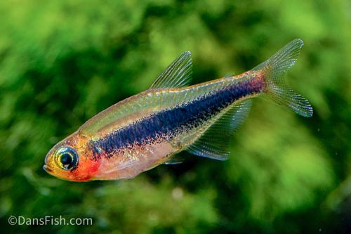 Tucano Tetra