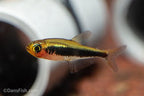Tucano Tetra