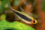 Tucano Tetra