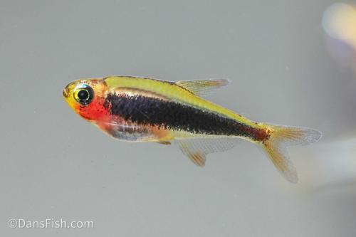 Tucano Tetra
