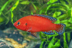 Turkana Jewel Cichlid