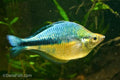 Turquoise Rainbowfish