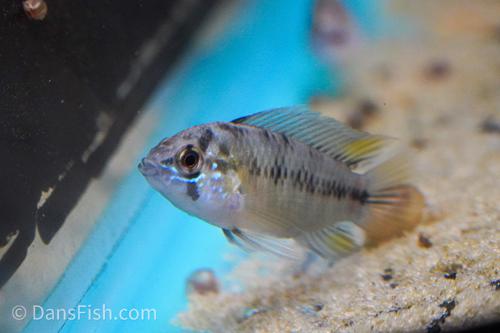 Umbrella Cichlid
