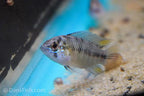 Umbrella Cichlid