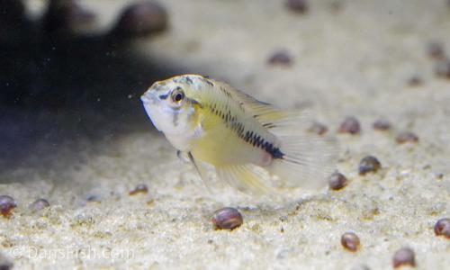 Umbrella Cichlid