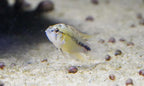 Umbrella Cichlid