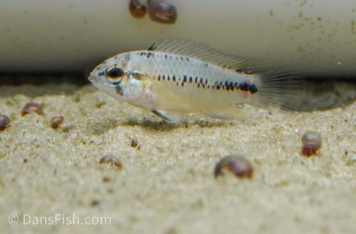 Umbrella Cichlid