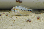 Umbrella Cichlid
