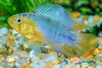 Umbrella Cichlid
