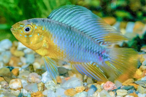 Umbrella Cichlid