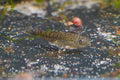 Vietnam Tiger Hillstream Loach
