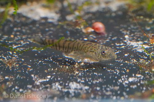 Vietnam Tiger Hillstream Loach