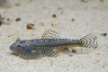Gold Ring Hillstream Loach