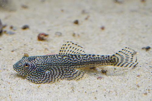 Gold Ring Hillstream Loach