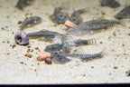 Gold Ring Hillstream Loach