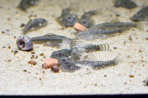 Gold Ring Hillstream Loach