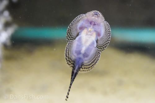 Gold Ring Hillstream Loach