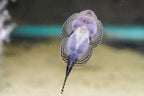 Gold Ring Hillstream Loach