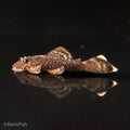 Wabenmuster Bushynose Pleco