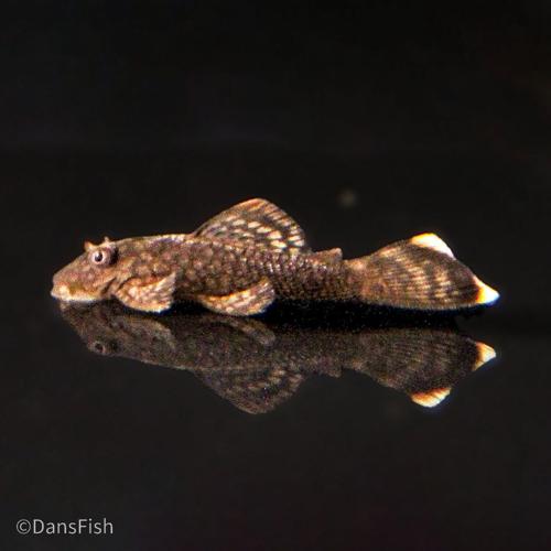 Wabenmuster Bushynose Pleco
