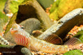 White Cheeked Goby