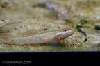 White Cheeked Goby