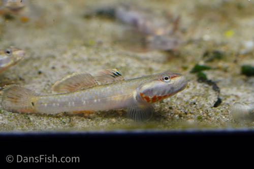 White Cheeked Goby