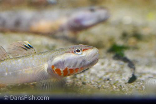 White Cheeked Goby