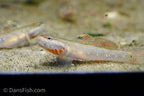 White Cheeked Goby