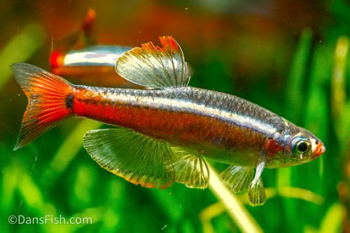 White Cloud Mountain Minnow -WCMM
