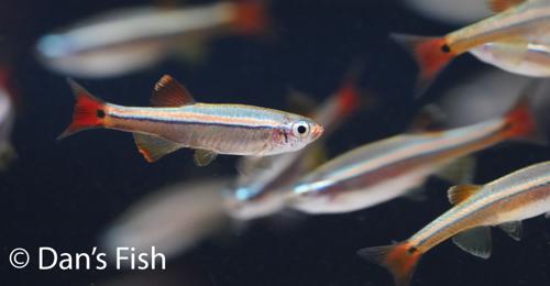 White Cloud Mountain Minnow -WCMM