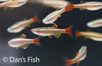 White Cloud Mountain Minnow -WCMM