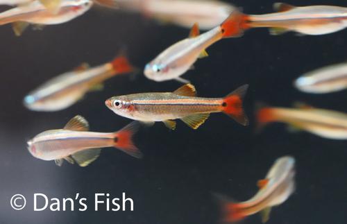 White Cloud Mountain Minnow -WCMM