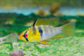 German Blue Ram