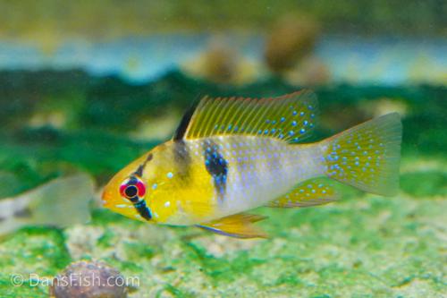 German Blue Ram