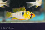 German Blue Ram