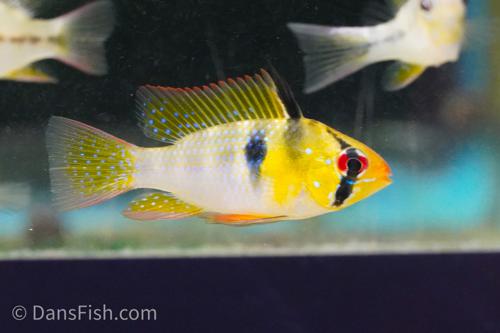 German Blue Ram