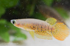 Wild Type Wonder Killifish