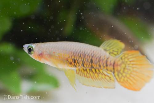 Wild Type Wonder Killifish