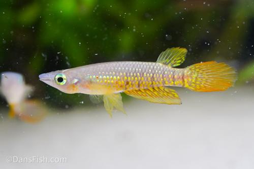 Wild Type Wonder Killifish